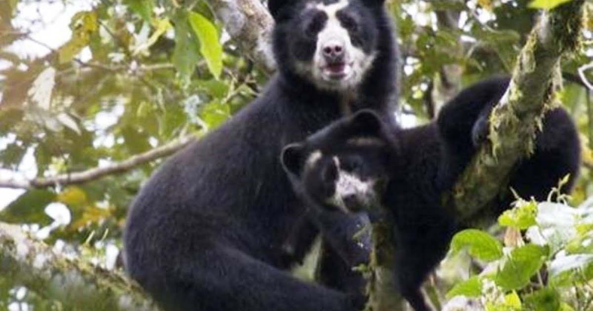 El Tolima territorio del oso de anteojos