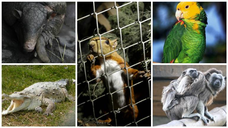Más de 28 mil animales silvestres traficados en Colombia: así nos afecta este delito