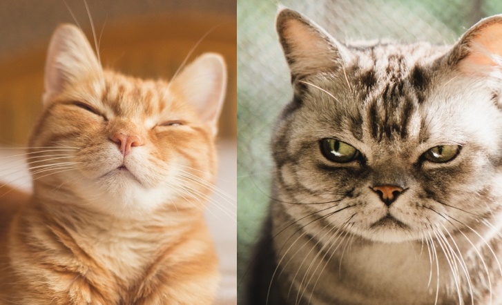 Estas son las 5 señales para saber si un gato está feliz o triste
