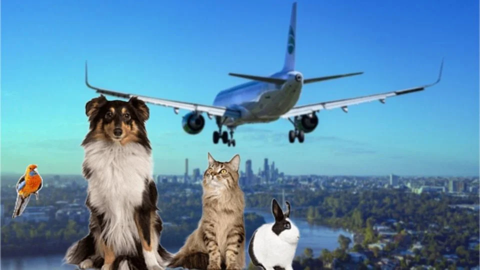 Procuraduría pidió activar protocolos para evitar muerte de mascotas durante viajes de vacaciones