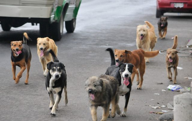 Perros criollos: Características, personalidad, cuidados y todo lo que debe saber