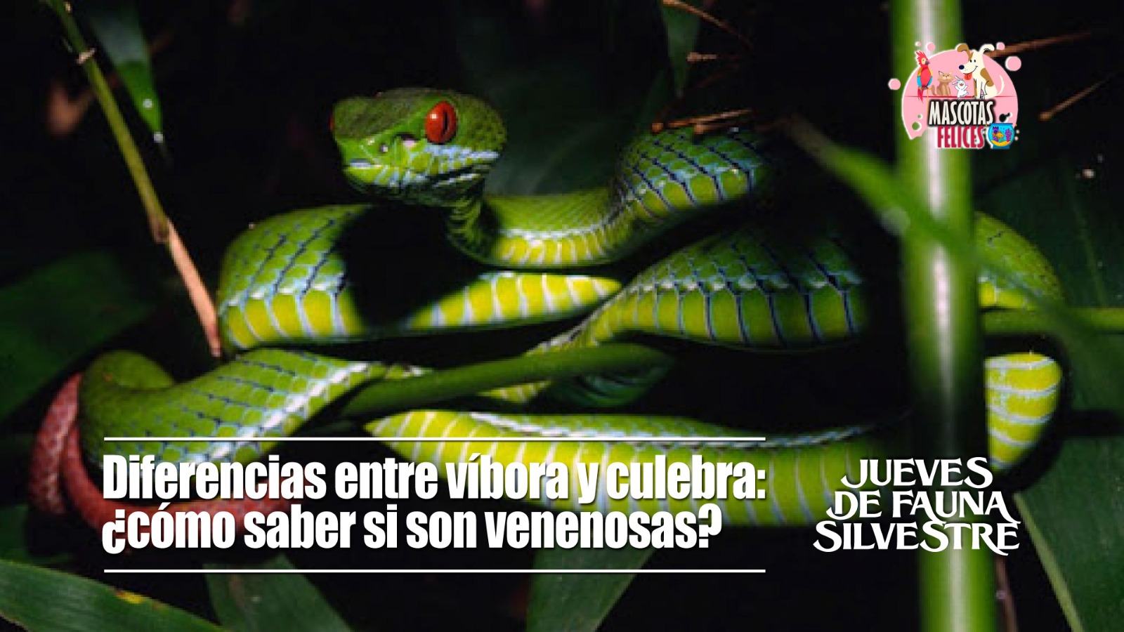 Diferencias entre víbora y culebra: ¿Cómo saber si son venenosas?