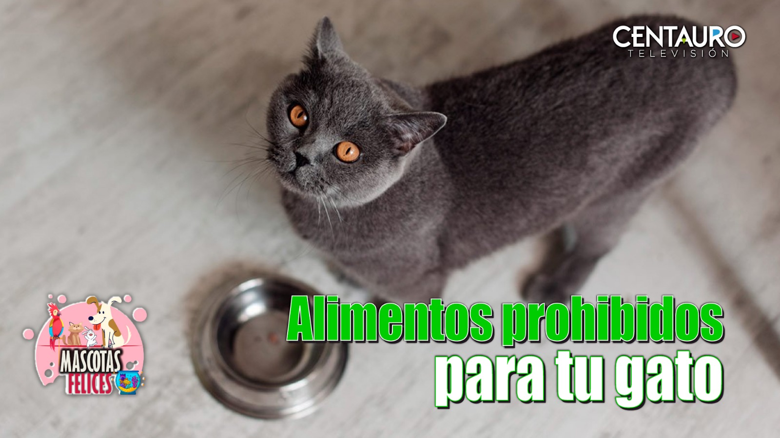 Alimentos Prohibidos para tu gato