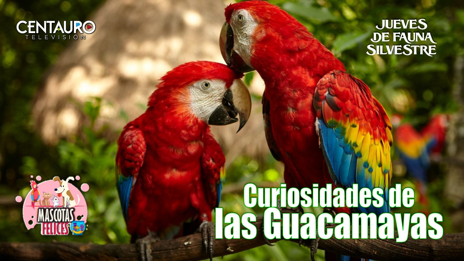 Curiosidades de las Guacamayas
