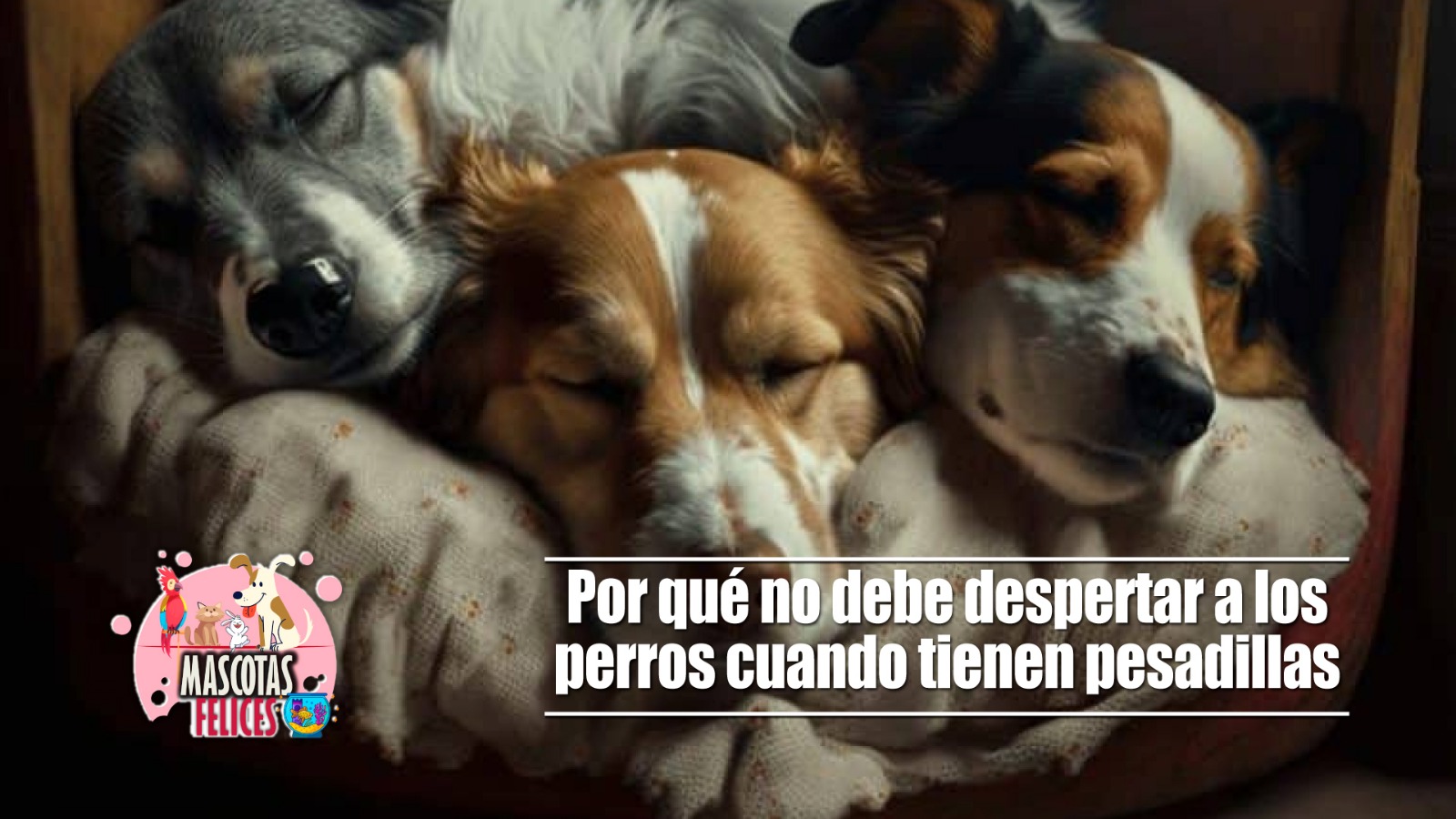 Por qué no debe despertar a los perros cuando tienen   pesadillas