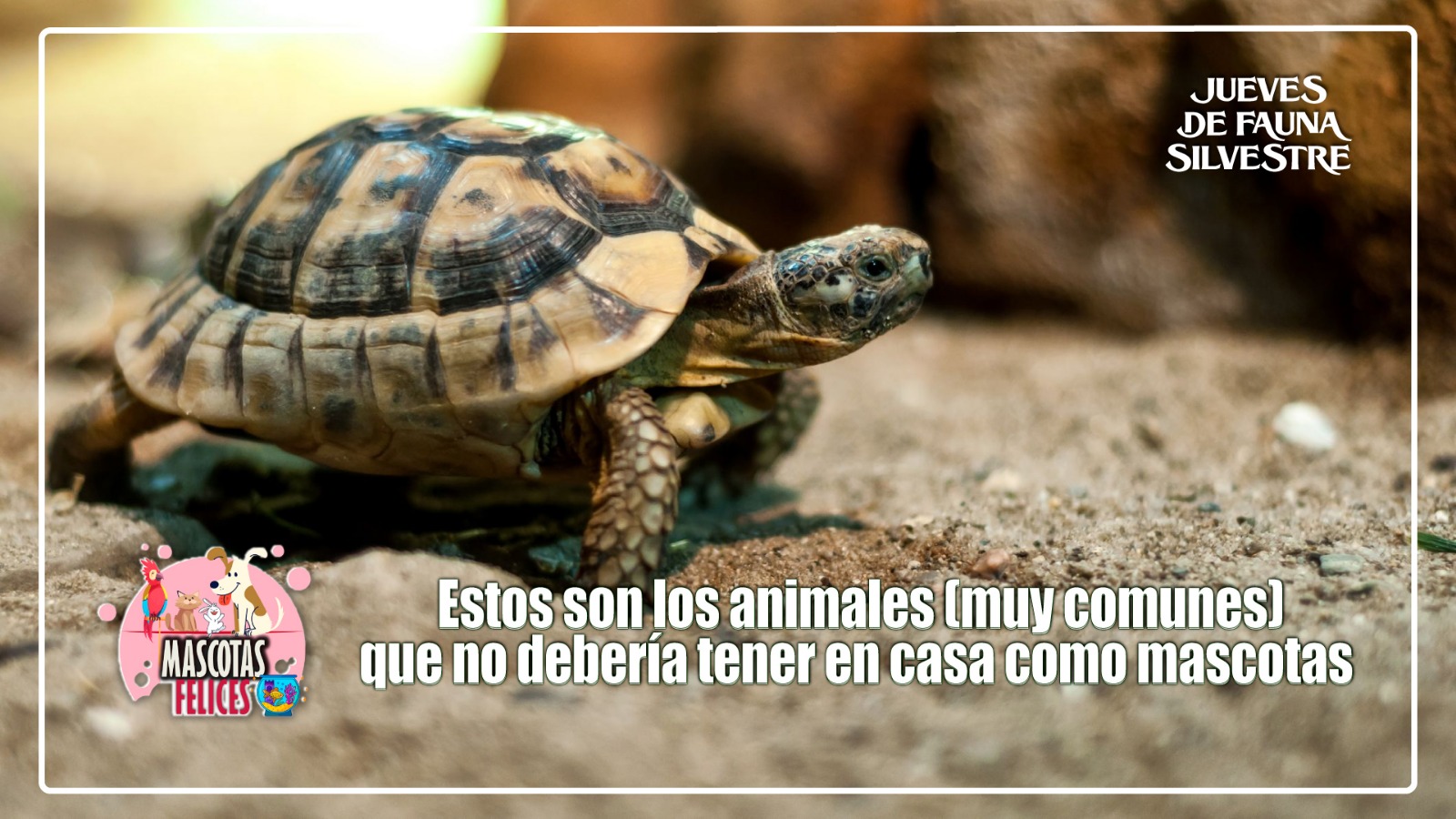 Estos son los animales (muy comunes) que no debería tener en casa como mascotas