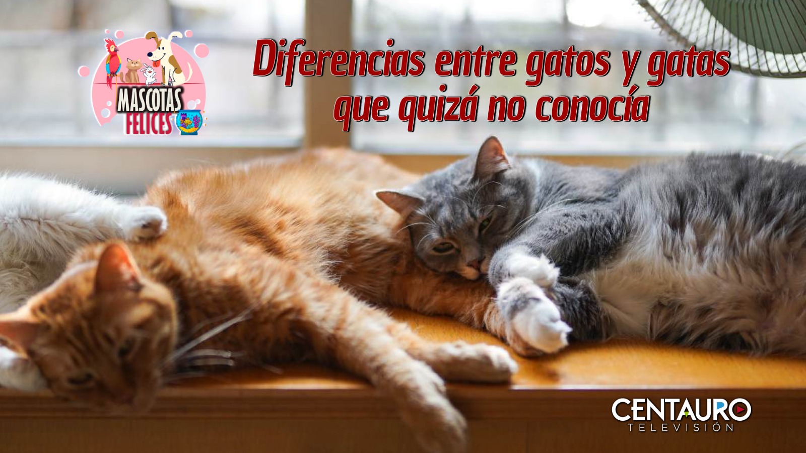 Diferencias entre gatos y gatas que quizá no conocía