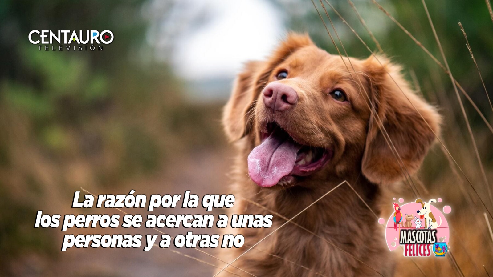 La razón por la que los perros se acercan a unas personas y a otras no