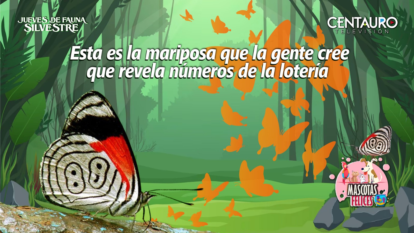 Esta es la mariposa que la gente cree que revela números de la lotería