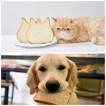 ¿Los gatos y perros no pueden comer pan?