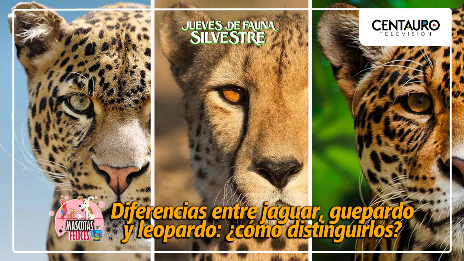 Diferencias entre jaguar, guepardo y leopardo: ¿Cómo distinguirlos?