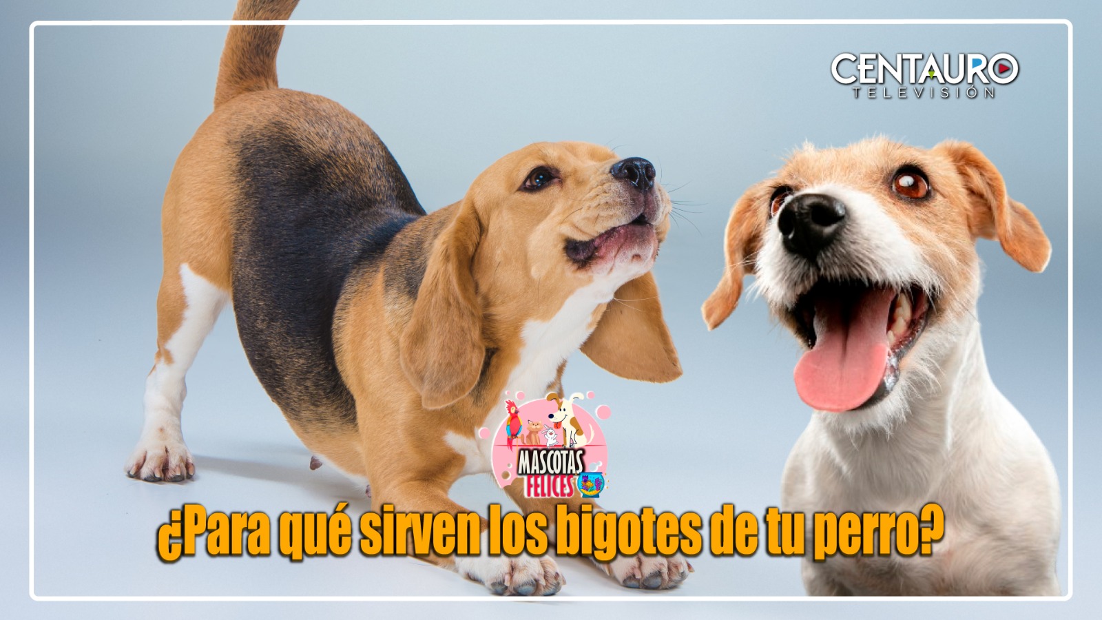 ¿Para qué sirven los bigotes de los perros? Tienen una función que casi nadie conoce