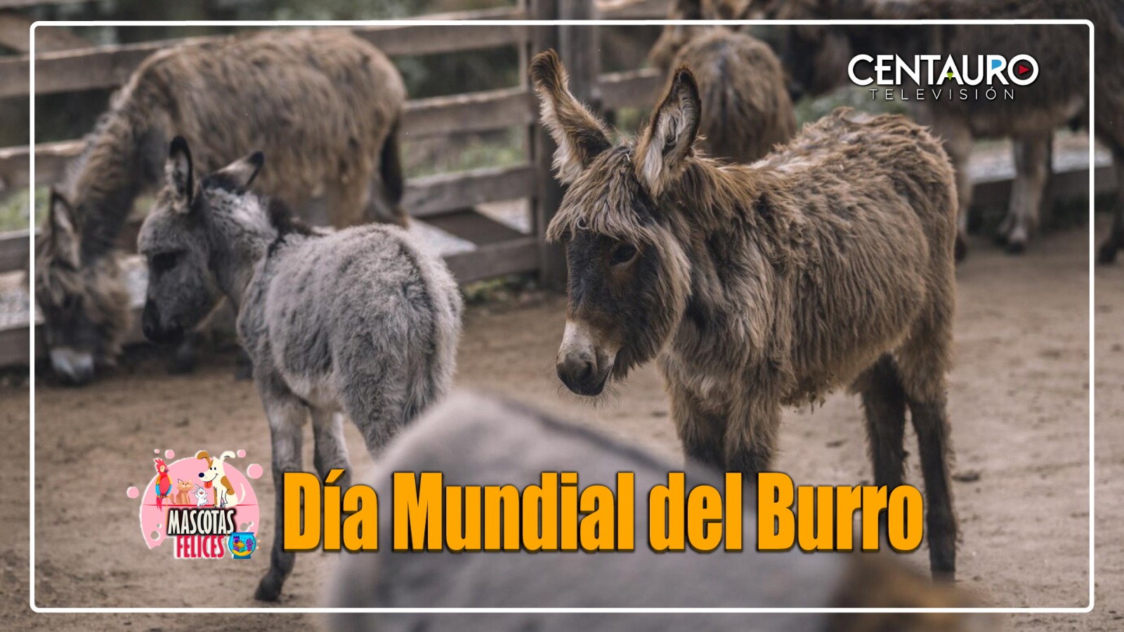 Día Mundial del Burro