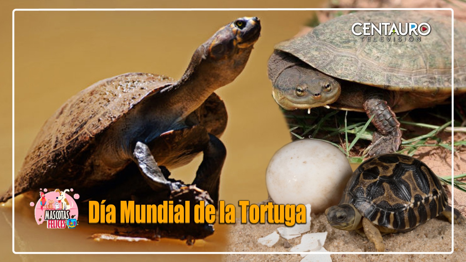Día Mundial de la Tortuga.