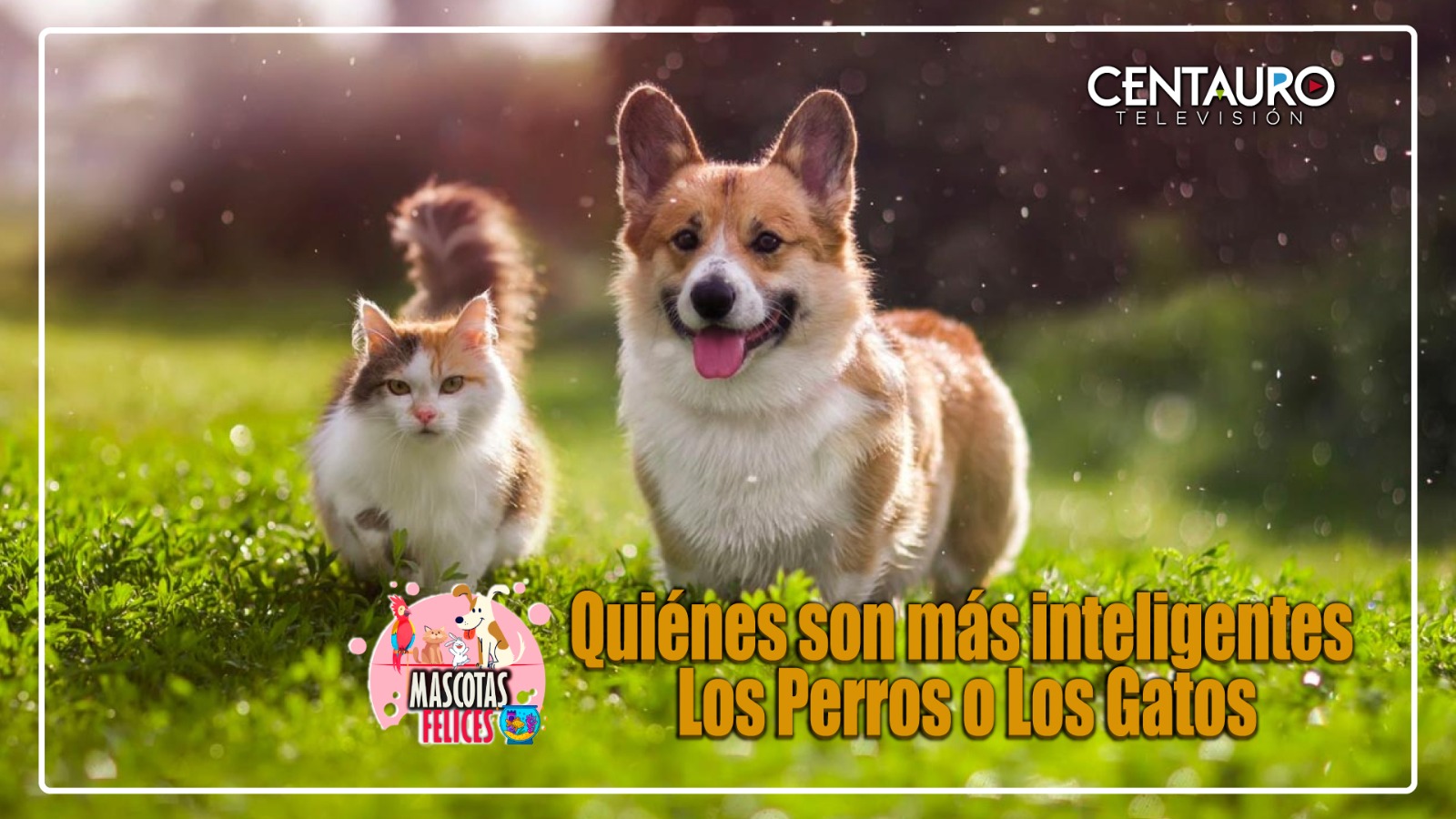 Quiénes son más inteligentes, ¿los perros o los gatos? Estudio lo revela