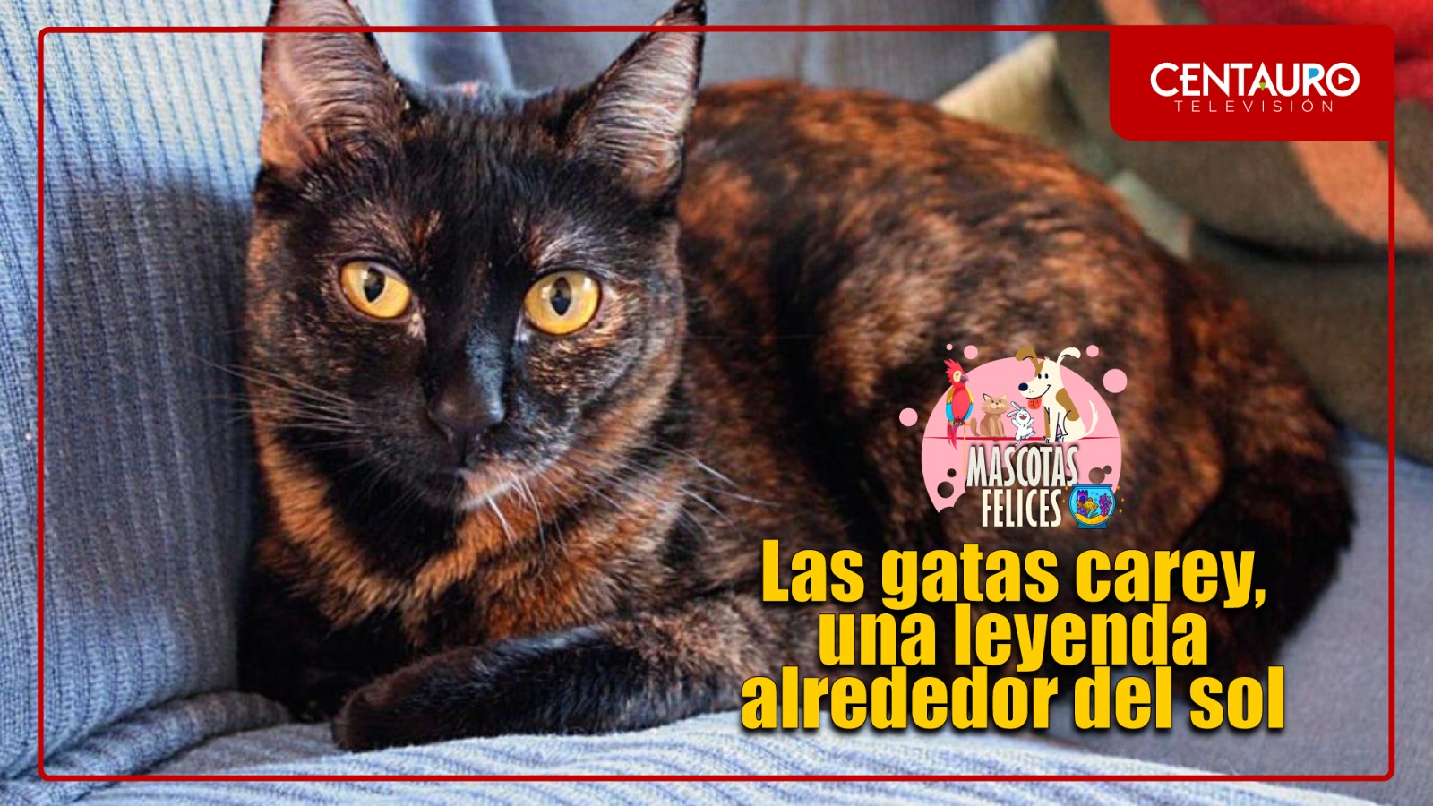 Las gatas carey, una leyenda alrededor del sol