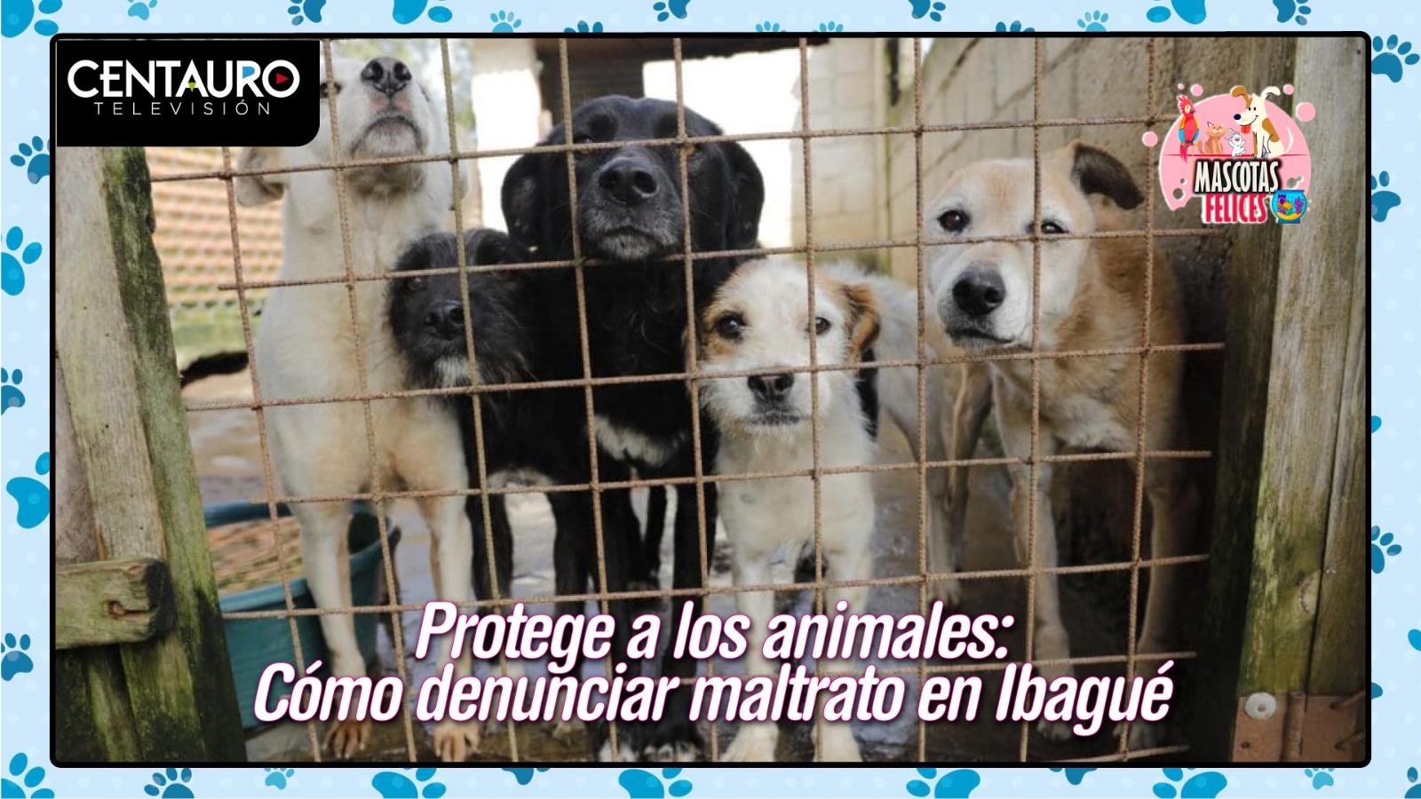 "Protege a los animales: Cómo denunciar maltrato en Ibagué"