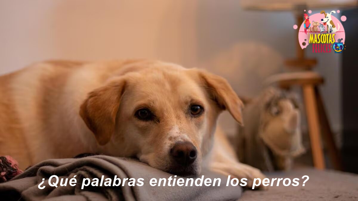 ¿Qué palabras entienden los perros?