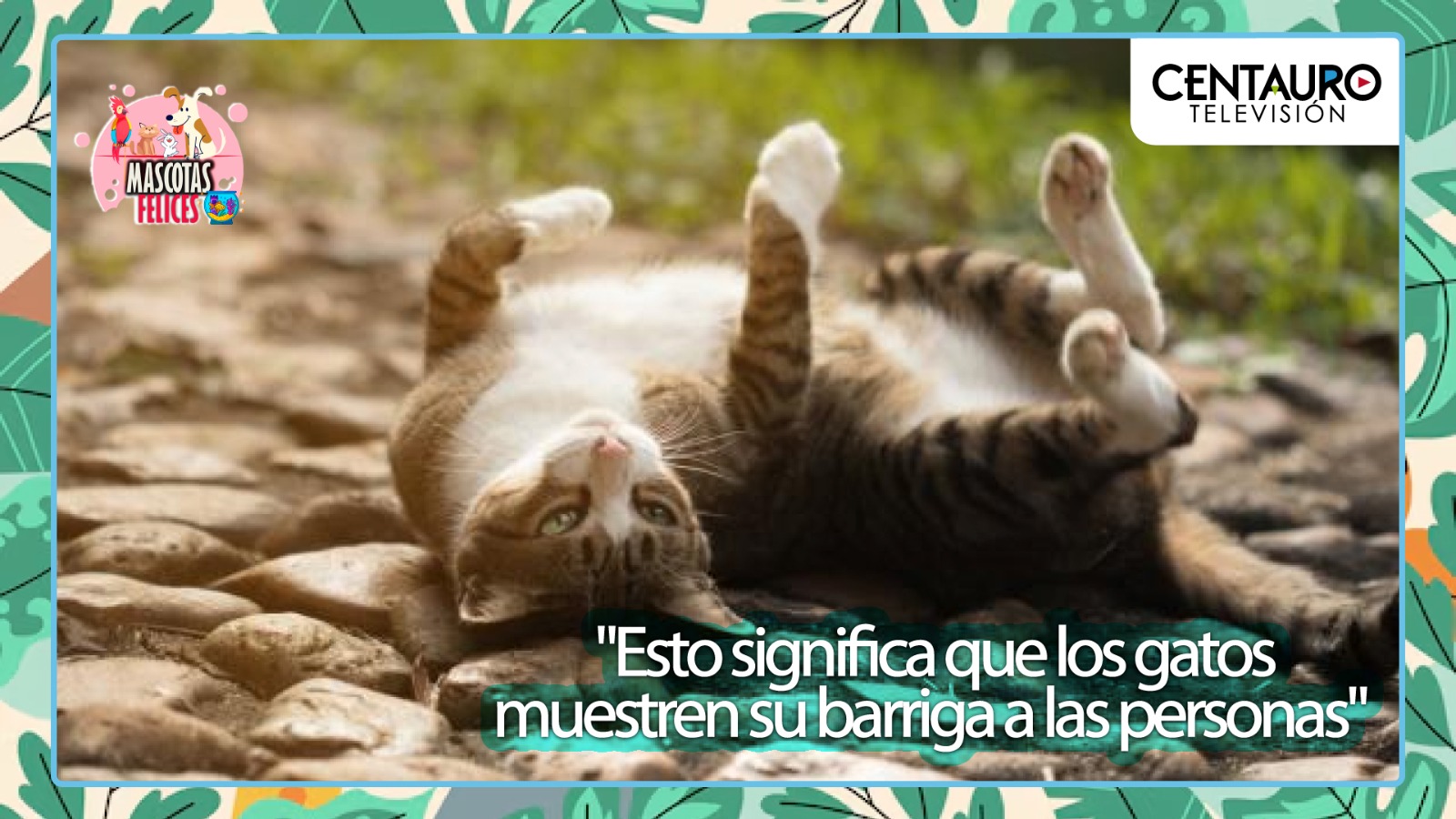 Esto significa que los gatos muestren su barriga a las personas