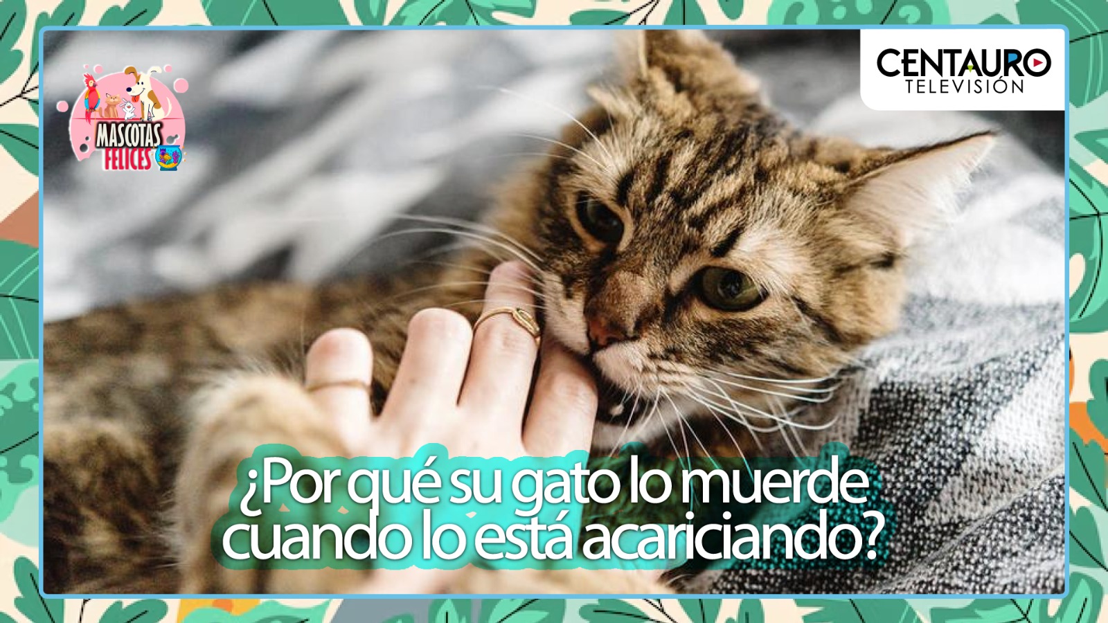¿Por qué su gato lo muerde cuando lo está acariciando? 