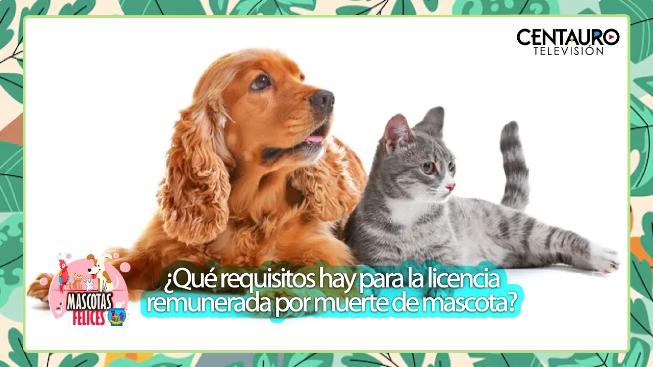¿Qué requisitos hay para la licencia remunerada por muerte de mascota?"