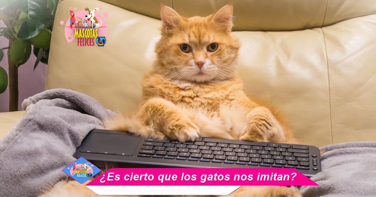 ¿Es cierto que los gatos nos imitan?