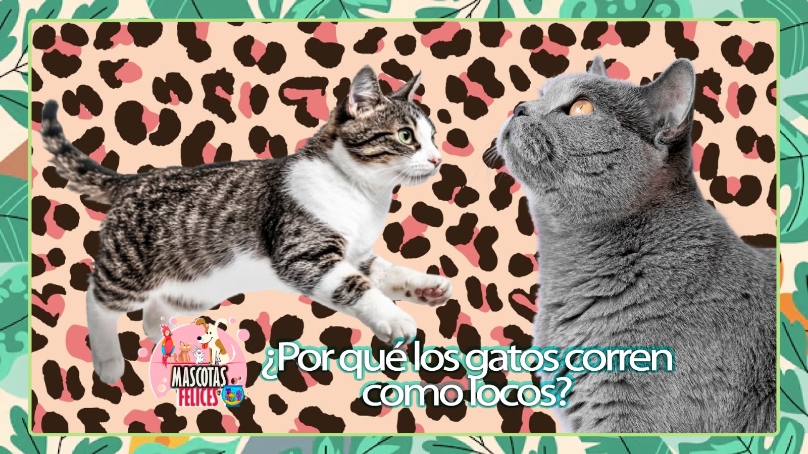 ¿Por qué los gatos corren como locos?