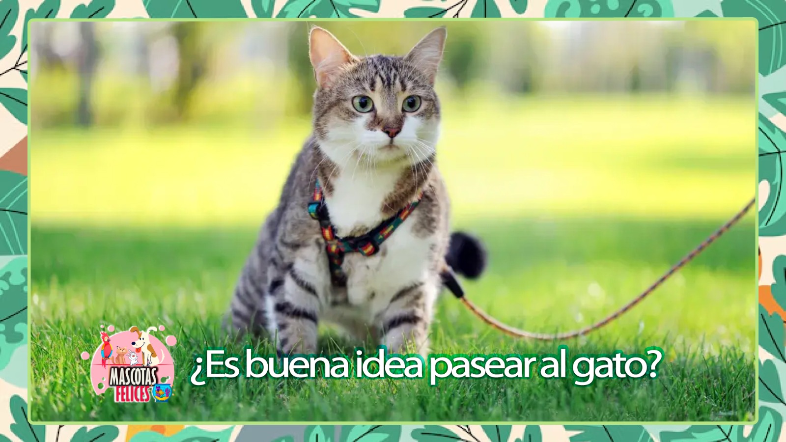 ¿Es buena idea pasear al gato?