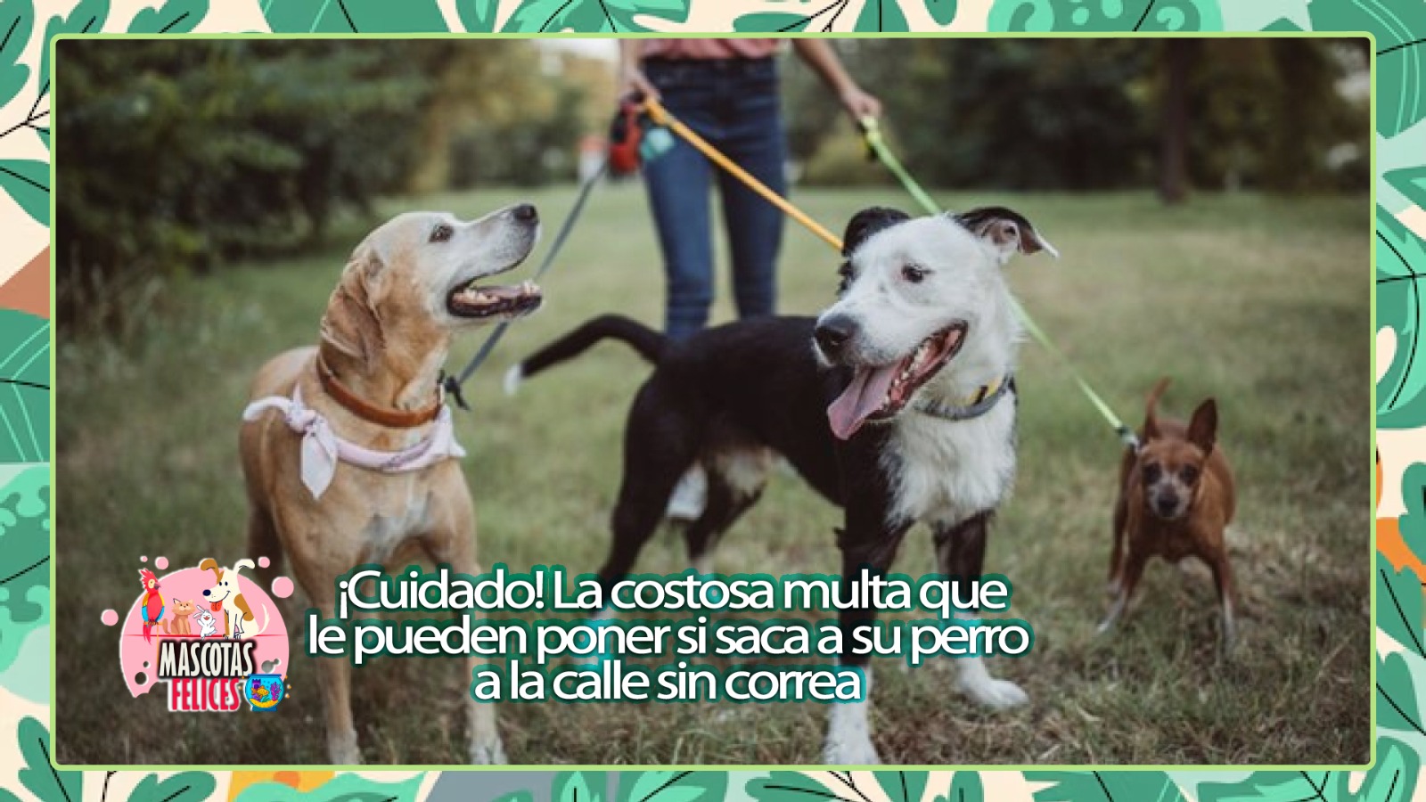 ¡Cuidado! La costosa multa que le pueden poner si saca a su perro a la calle sin correa