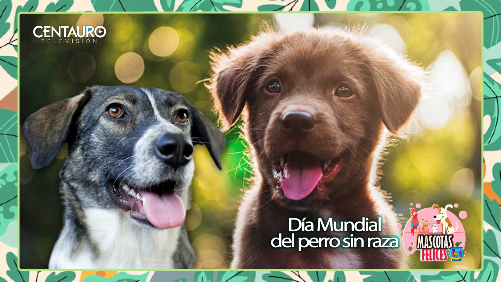 Día Mundial del perro sin raza