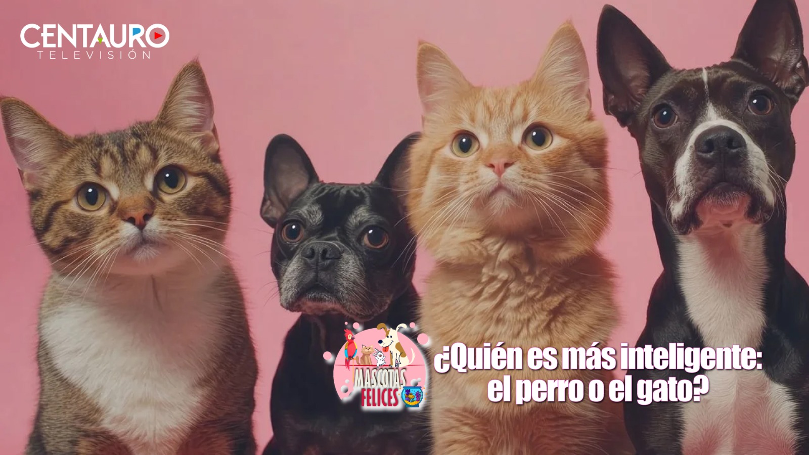 ¿Quién es más inteligente: el perro o el gato?