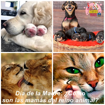 Día de la Madre: ¿Cómo son las mamás del reino animal?