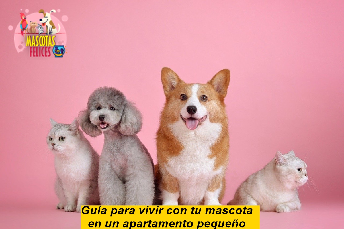 Guía para vivir con tu mascota en un apartamento pequeño