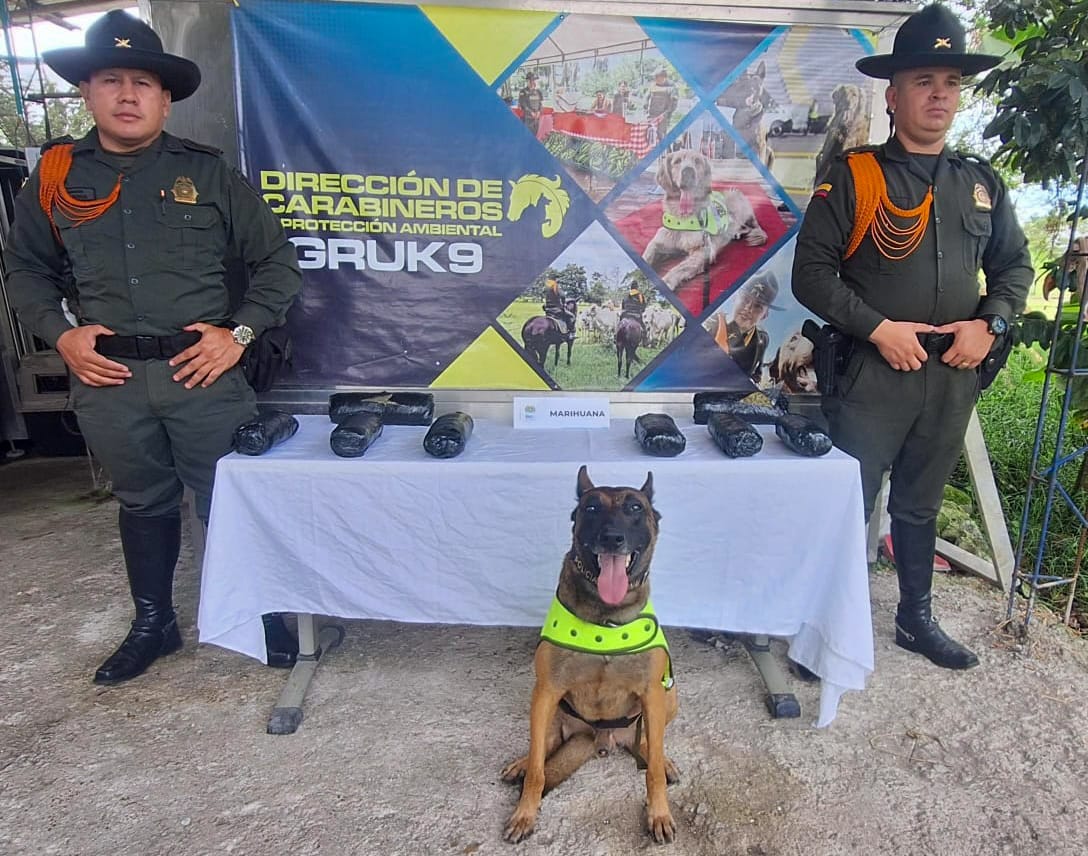 Policía incauta 4.000 gramos de marihuana enviados por encomienda.