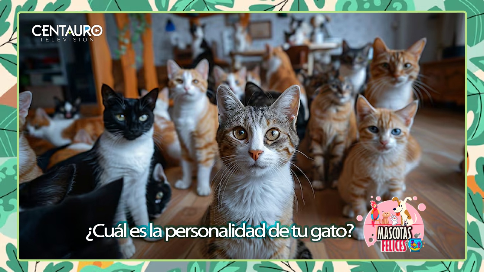 ¿Cuál es la personalidad de tu gato?
