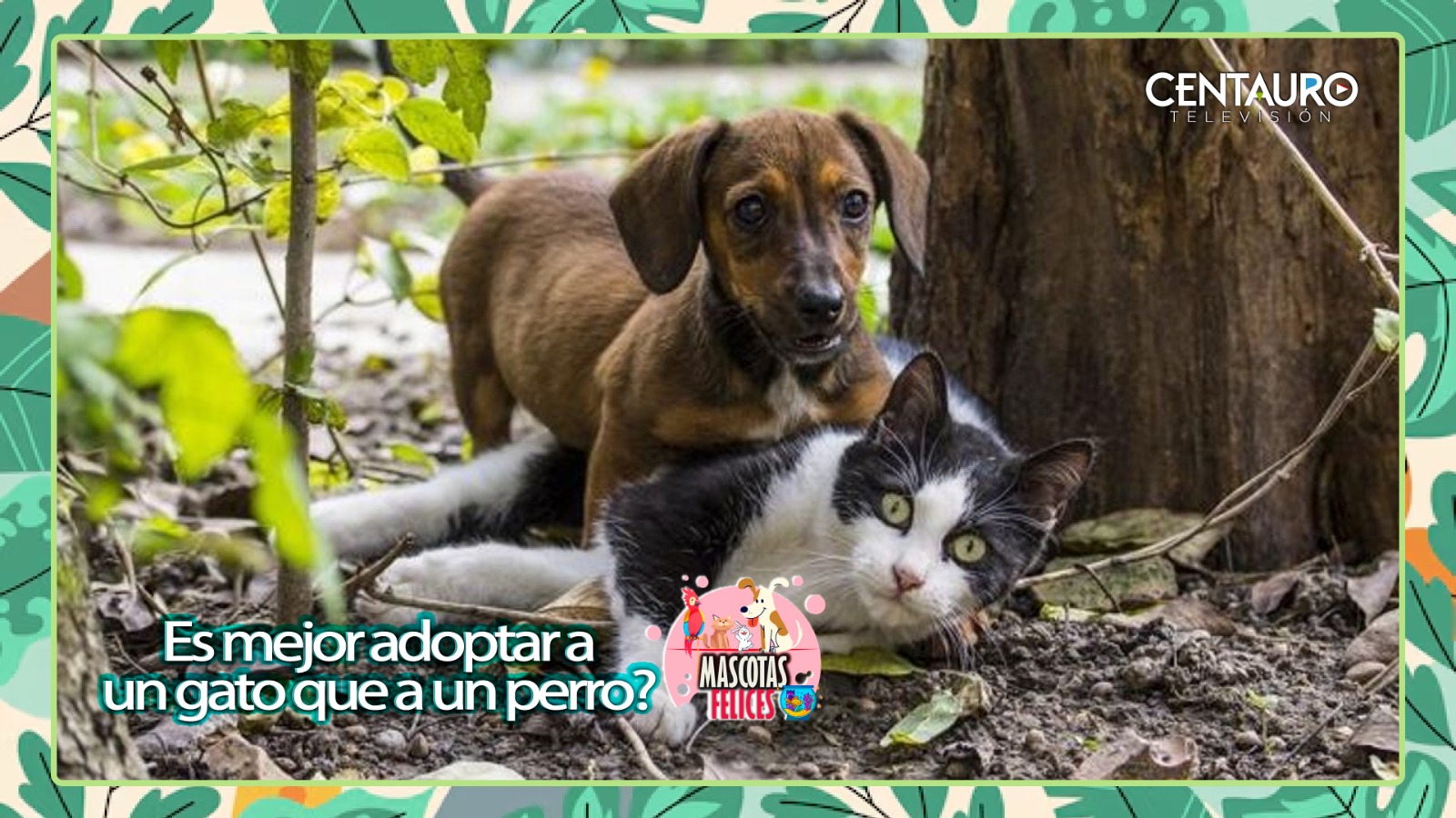 ¿Es mejor adoptar a un gato que a un perro?