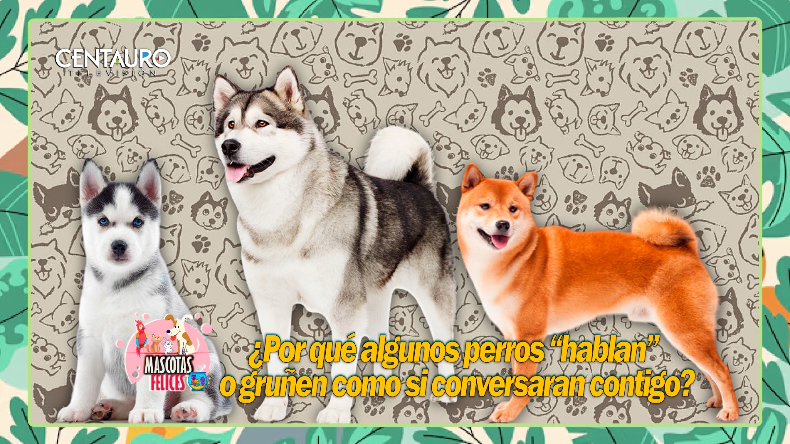 ¿Por qué algunos perros “hablan” o gruñen como si conversaran contigo?