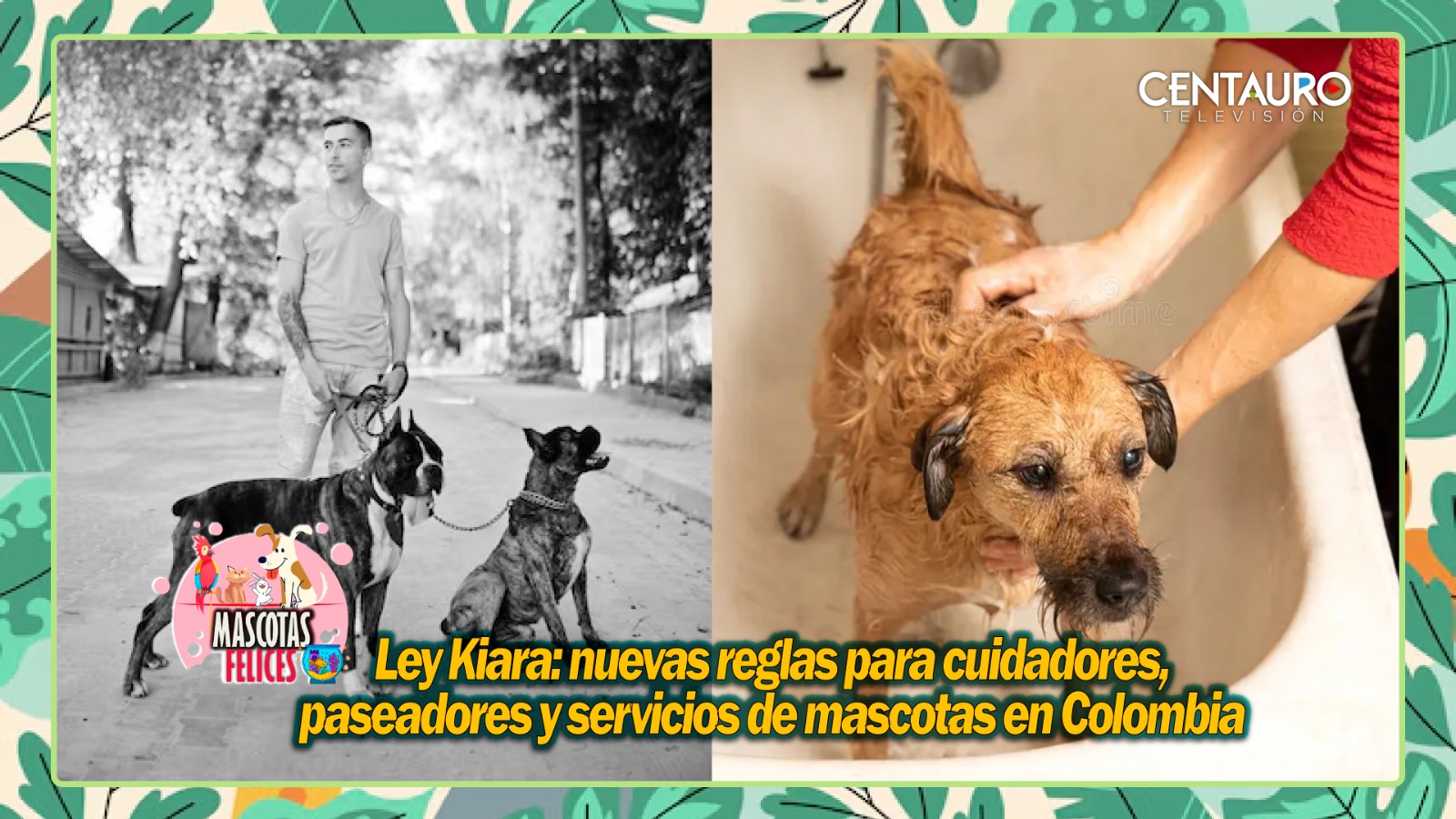Ley Kiara: nuevas reglas para cuidadores, paseadores y servicios de mascotas en Colombia