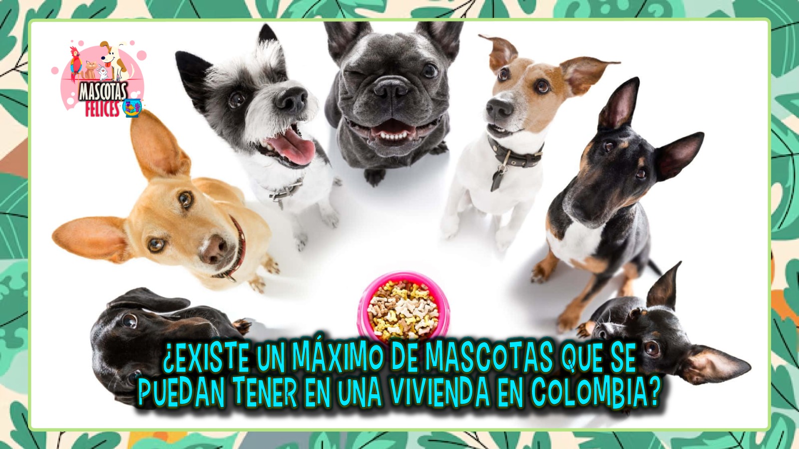 ¿Cuántas mascotas se pueden tener en una vivienda en Colombia?