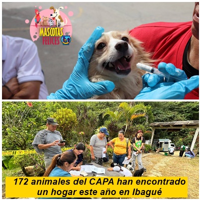 172 animales del CAPA han encontrado un hogar este año en Ibagué